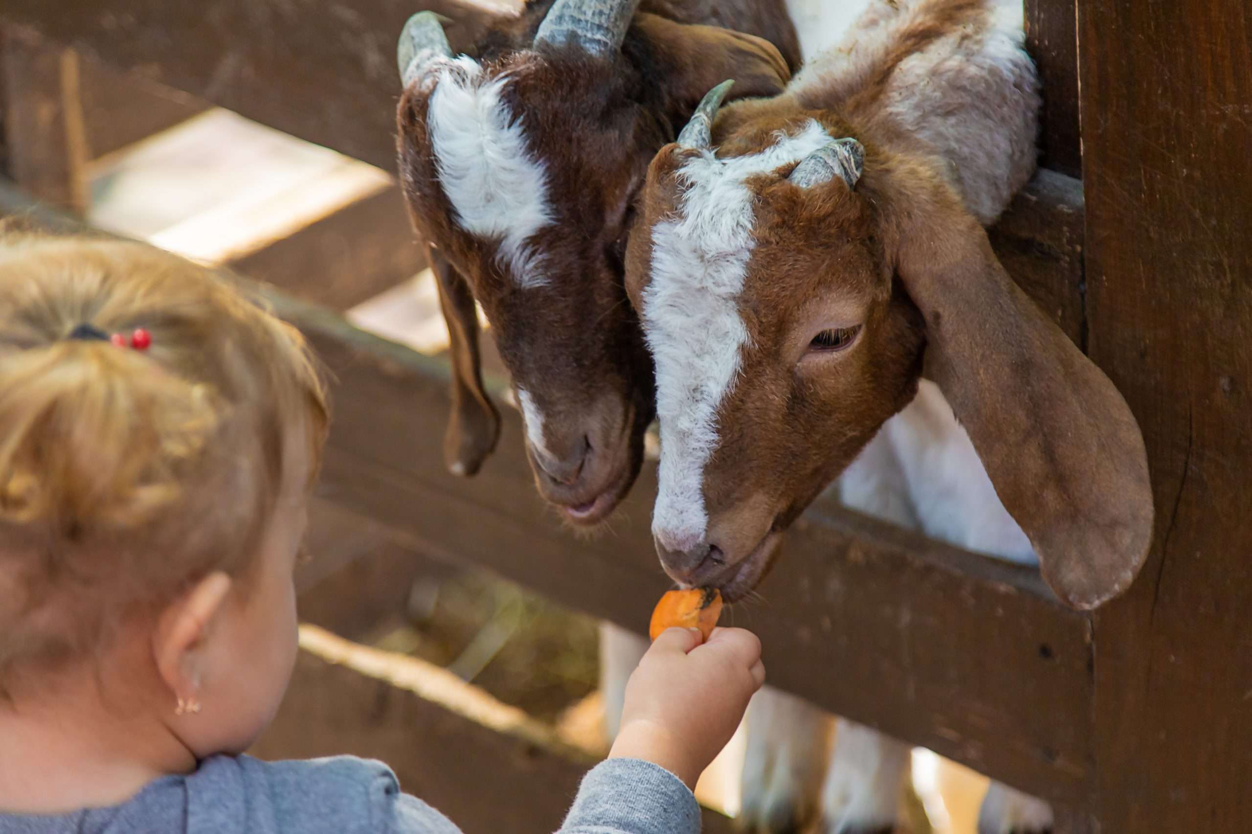 A child feeds a goat on a Nore Valley Pet farm.