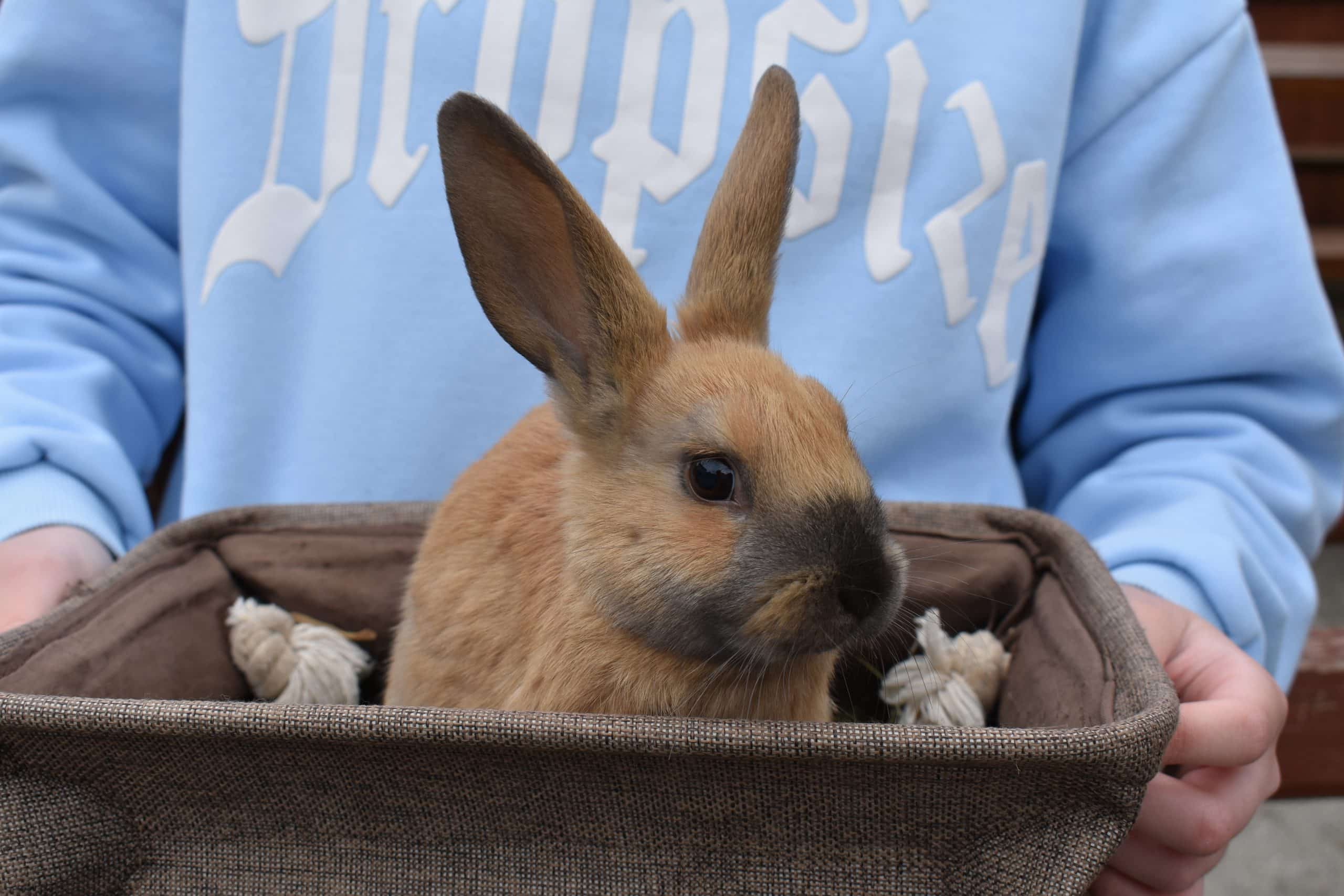 Close up of brown rabbit, being held in a basket.