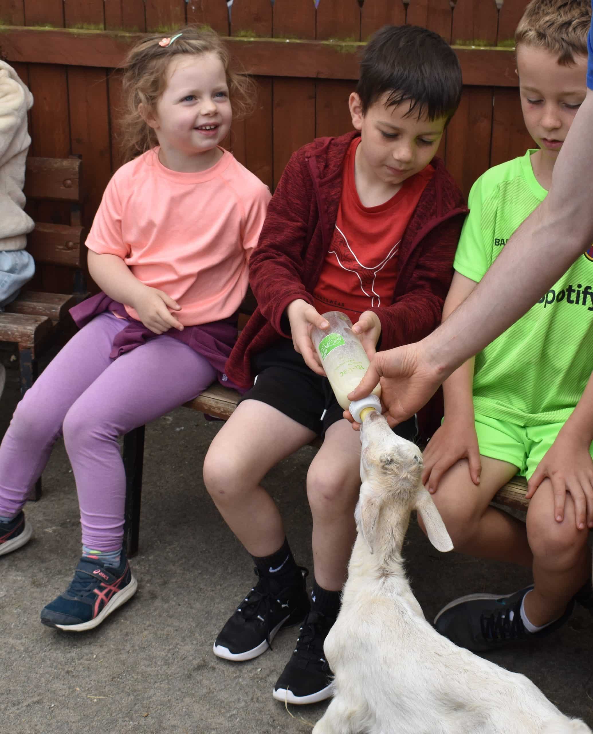 Kids feeding a white goat with milk