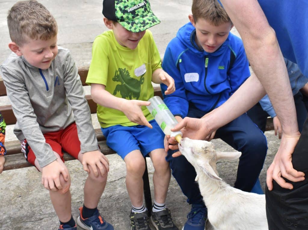 Three boys feeding a white goat with milk from a bottle at Nore Valley Park.