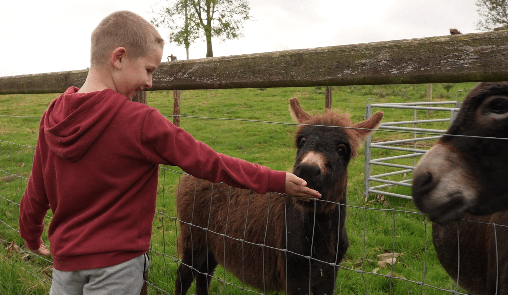 Boy with red hoodie feeding two donkeys beside a fence.