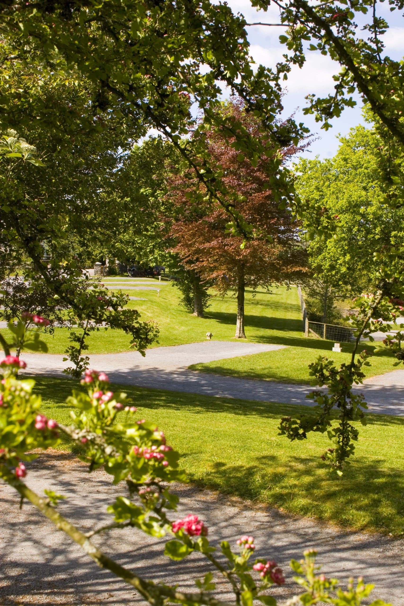 A lush tree adorned with bright green leaves, standing prominently in a sunny outdoor setting.