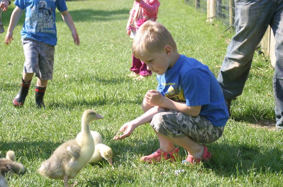 A young boy is feeding ducks in a grassy field.