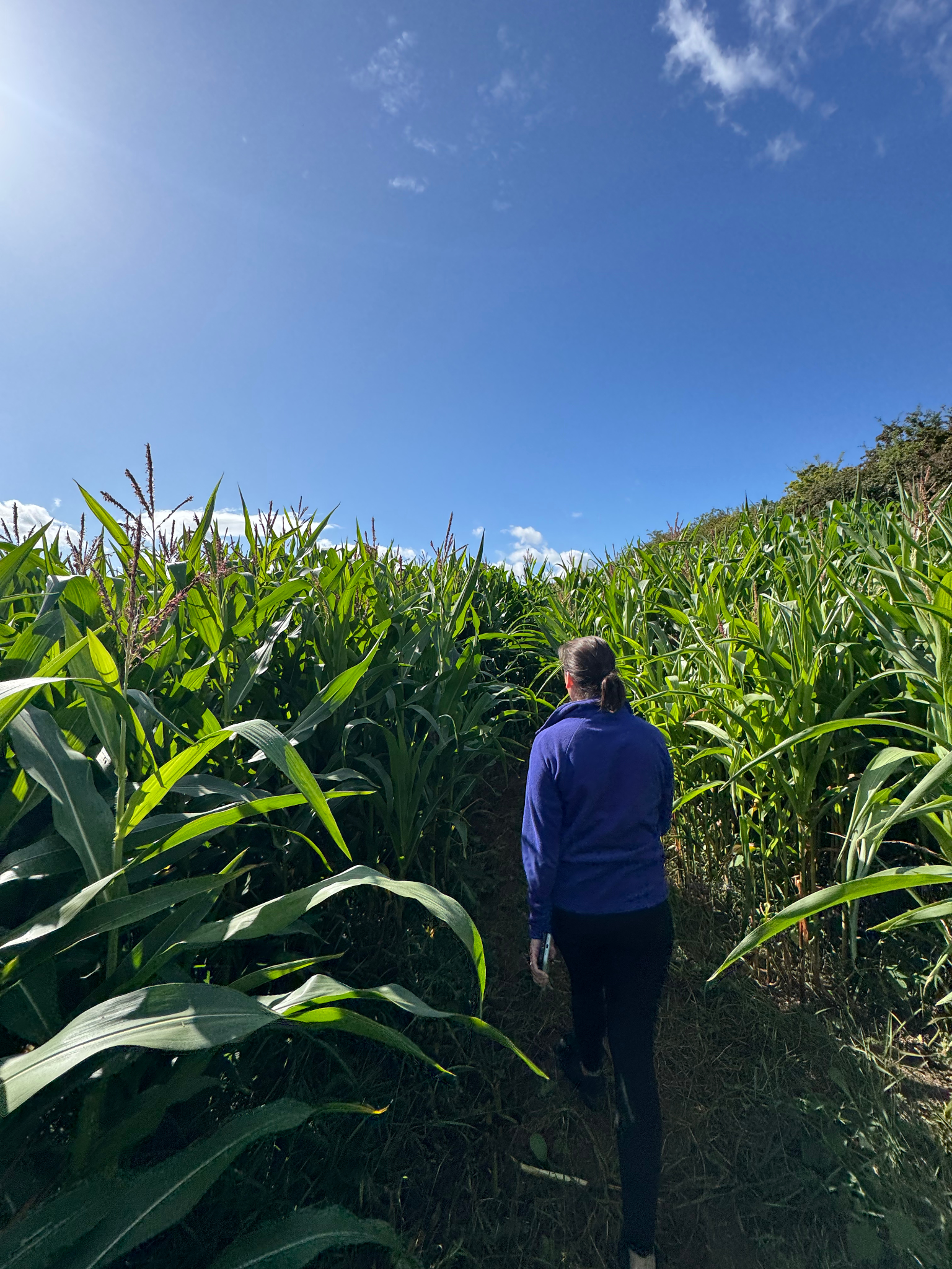 Person walking through a maize maze
